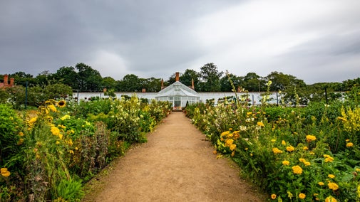 Late summer in the walled kitchen garden
